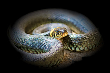 natrix snake reptile in wildlife isolated on black background. Closeup macro view of wild animal. Narrow focus on head