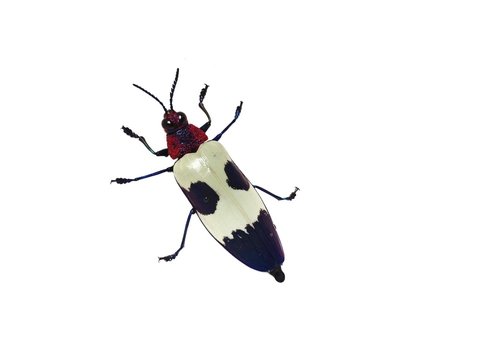 Beautiful color and pattern of Jewel beetle isolated on white background. Part of Chrysochroa buqueti. 