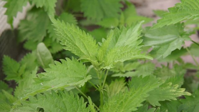 nettle dioecious Urtica dioica with green leaves grows in natural thickets.