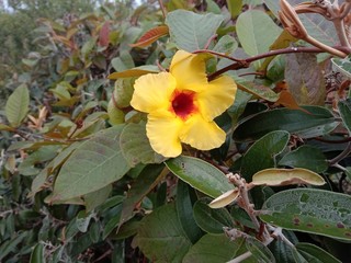 Mandevilla H. 
