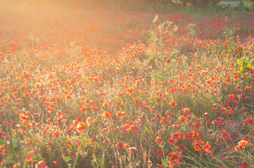 Poppy field in the eveing light. Provence , France.