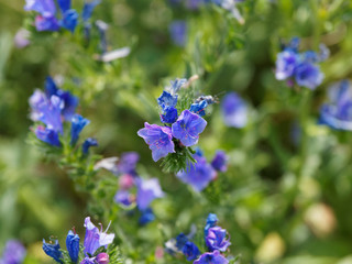 (Echium vulgare) Gros plan sur tige couverte fleurs bleu vif en forme de cloche et bouton rose de...