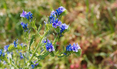 Echium vulgare, Vipérine commune ou vipérine vulgaire