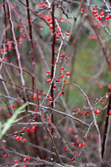 red berries in snow