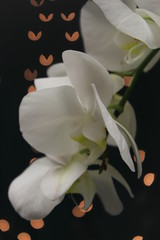 White Orchid with Pretty Heart Lights