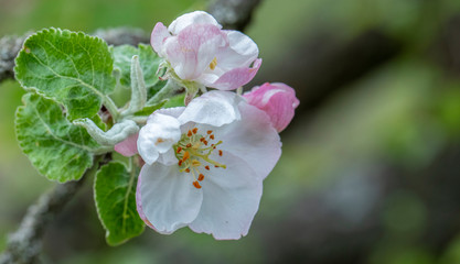 White cherry, cherry or pear flowers background.