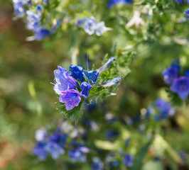 (Echium vulgare) Gros plan sur tige couverte fleurs bleu vif en forme de cloche et bouton rose de vipérine commune