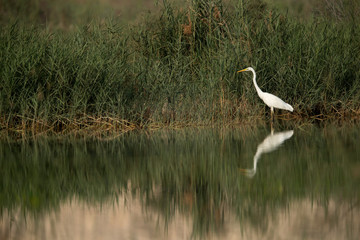 Great Egret in its habitat at Buhair lake, Bahrain