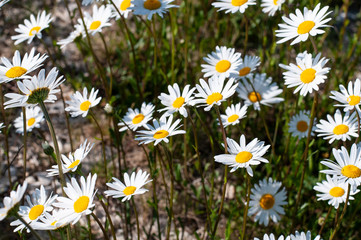 a group of marguerite daisies in a meadow