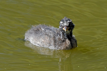 juveniler Zwergtaucher (Tachybaptus ruficollis) - Little grebe, juvenile