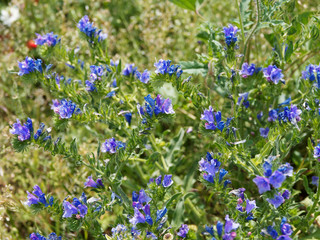 Echium vulgare | Vipérine commune à inflorescence bleu vif en forme de cloche et boutons rose, au...