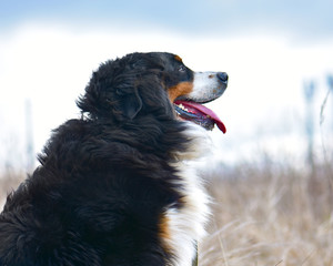Portrait of a large beautiful Bernese Mountain Dog breed on a walk.