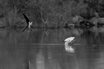 Black-winged Stilt charging a egret for protecting its chicks at Buhair lake, Bahrain
