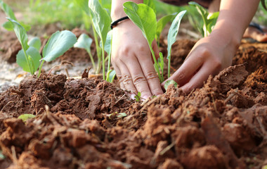 hands of women grow vegetables for health