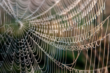 The sun illuminates the cobweb at dawn. Spiderweb drawing in a field close-up. Blurred background of plants at sunrise in the field.