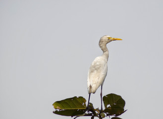 great white heron