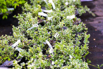 Garden shop. A row of heather trees offered for sale