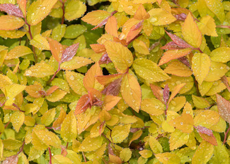 Spirea (Spiraea japonica "Golden princess").  New leaves with rain drops in spring garden.
