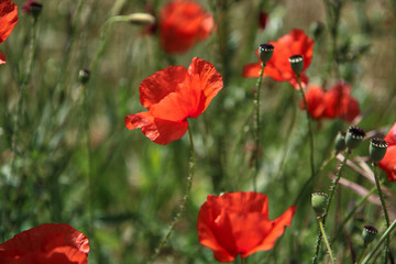 Primo piano di fiori di papavero di un rosso acceso in un campo, sotto la luce accecante del sole splendente di inizio estate