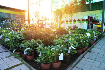Garden shop. A row of plants in pots offered for sale on the street market on sunset