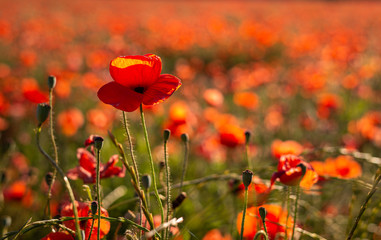 Field or red poppy flowers in Provence ,France.concept remembrance,