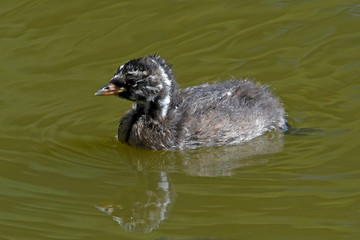 juveniler Zwergtaucher (Tachybaptus ruficollis) - Little grebe, juvenile