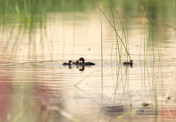 Little grebe feeding its chicks in Buhair lake, Bahrain
