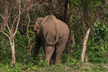 Fototapeta premium An adult wild elephant standing with its back and wagging its tail 