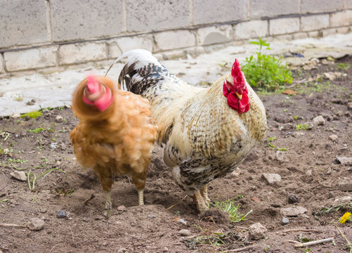 Funny photo. The chicken turns its head, out of focus. The rooster stands nearby.