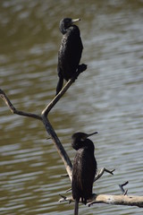 black winged blackbird