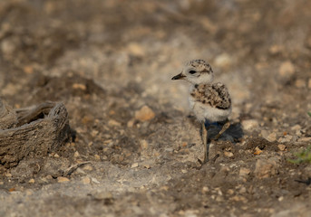 A Kentish Plover chick at Asker marsh, Bahrain