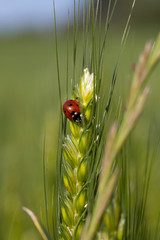 ladybug in a wheat field
