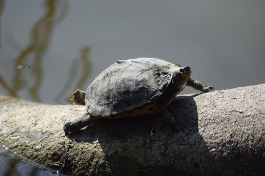 turtle on the stone