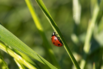 ladybug in a wheat field