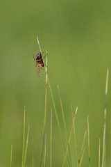 Spider climbing in green grass field