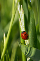 ladybug in a wheat field