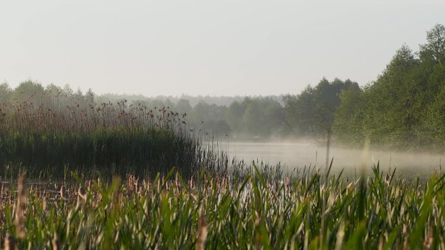 4k video footage of bautiful early  morning foggy landscape. Scenic river water and fresh green trees and different weeds growing on shores in countryside of Ukraine.