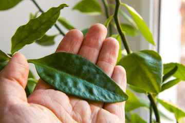 Green leaf on a flay of the hand