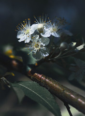 white apple tree flower on a branch