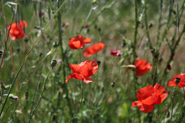 Primo piano di fiori di papavero di un rosso acceso in un campo, sotto il sole splendente di inizio...