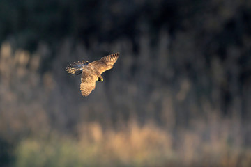 Fototapeta premium Peregrine Falcon (Falco peregrinus), Greece.