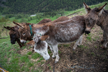 A group of donkeys graze in the Alpine meadows.