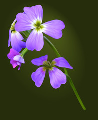 Purple Malcolmia maritima (Virginia stock) inflorescence
