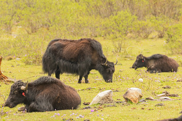 photos of long haired brown and black yak found in the higher reaches and regions  of the Himalayas and the Tibetan plateaus.