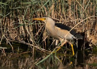 Little Bittern inside the bushes at Asker marsh, Bahrain