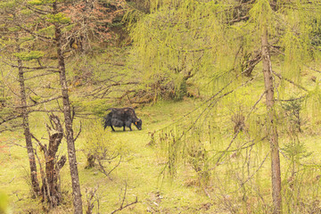 photos of long haired brown and black yak found in the higher reaches and regions  of the Himalayas and the Tibetan plateaus.