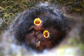  Close up of four little Great tit (Parus major) baby birds in nest, freshly hatched about 2 days old.      