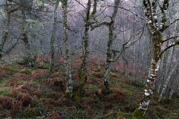 Close-up View of Dense Silver Birch Forest With Thick Green and Orange Moss and Fern Floor