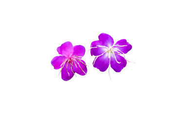 Fototapeta na wymiar purple melastoma malabathricum l flowers isolated on white background .Blooming purple flower.