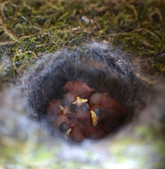  Close up of four little Great tit (Parus major) baby birds in nest, freshly hatched about 2 days old.      